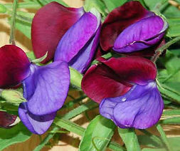 MandyCanUDigIt| Gardening| DigIt Media garden free seed offer sweet pea Manucata Plant World Seeds
