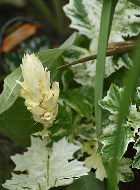 MandyCanUDigIt| Gardening| DigIt Media herbaceous perennials garden Acanthus Tasmanian Angel