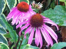 MandyCanUDigIt| Gardening| DigIt Media herbaceous perennials garden Echinacea