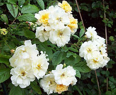 rose