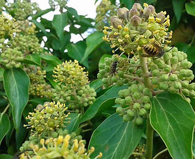 MandyCanuDigIt| Gardening| DigIt Media autumn plants ivy wasp