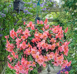 MandyCanUDigIt| Gardening| DigIt Media Woolmans begonia