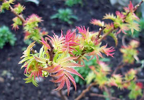MandyCanUDigIt| Gardening| DigIt Media garden deciduous shrubs Sorbaria sorbifolia Sem
