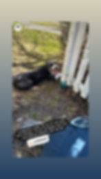 A dog rests by a white fence on grass with a ball nearby. Overlaid text reads, "10 minutes later..." indicating rest. Bright, sunny setting.