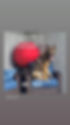 German Shepherd on a blue chair, red herding ball behind. Text: "Everybody: Why do you always want to rush home? ME: 'Duh!'" Gray shingled wall.