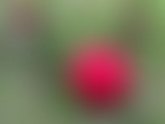 The Ultimate Guide to Understanding Shetland Sheepdog Breed Characteristics and Care Tips