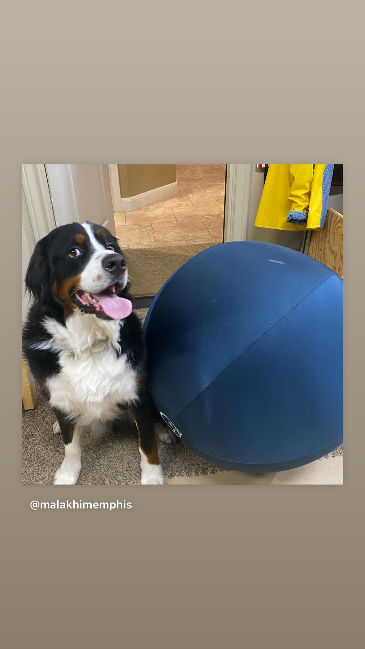 Bernese Mountain Dog sits next to a large blue herding ball indoors. A yellow jacket hangs in the background. Dog looks happy.
