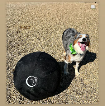 How to Prepare Your Dog for Summer with a Herding Ball: Top 10 Exercises