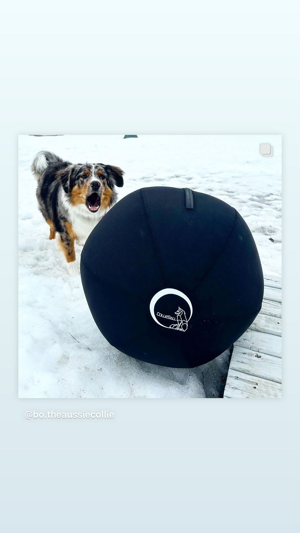 a border collie standing behind a black herding ball on snow