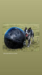 A joyful dog with black and white fur plays with a large black ball on a grassy field. Text: @hi.my.name.is.scout.