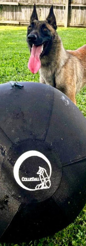malinois is standing behind the black herding ball on green grass