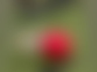 Top Tips for Managing a Hyperactive Border Collie: Finding Balance and Serenity