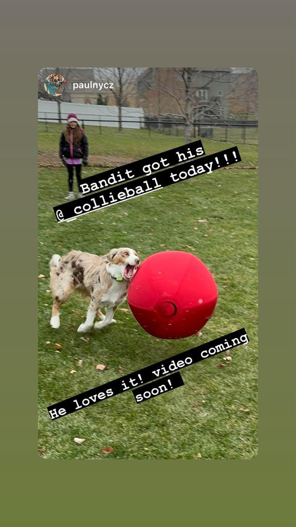 a hyperactive border collie chasing after a red herding ball on grasses while the owner little girl watches