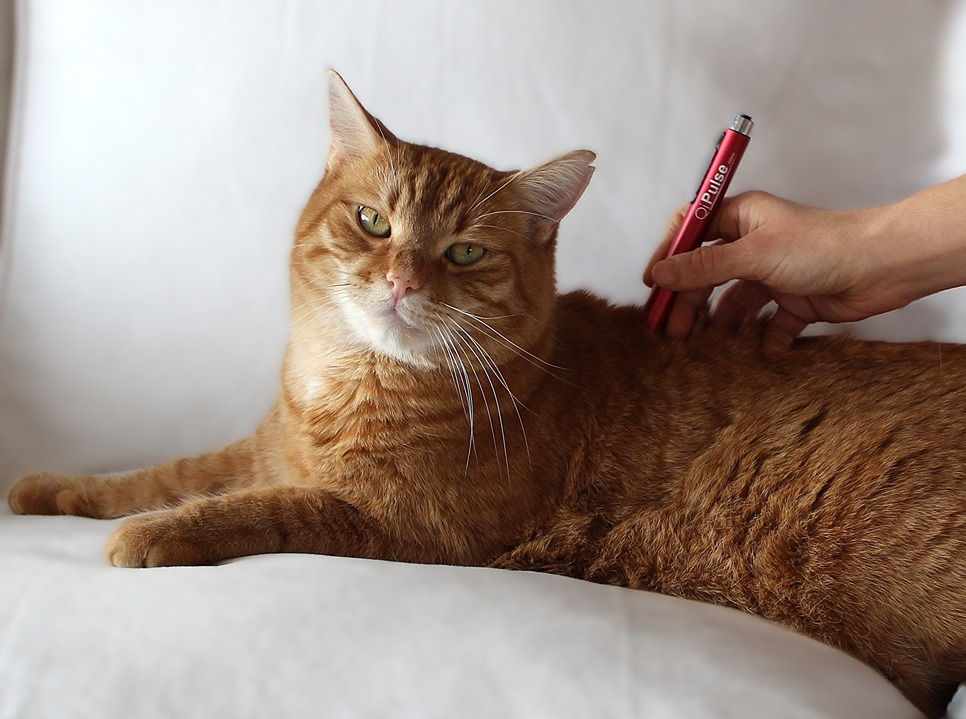 physical-therapy-cat.jpg