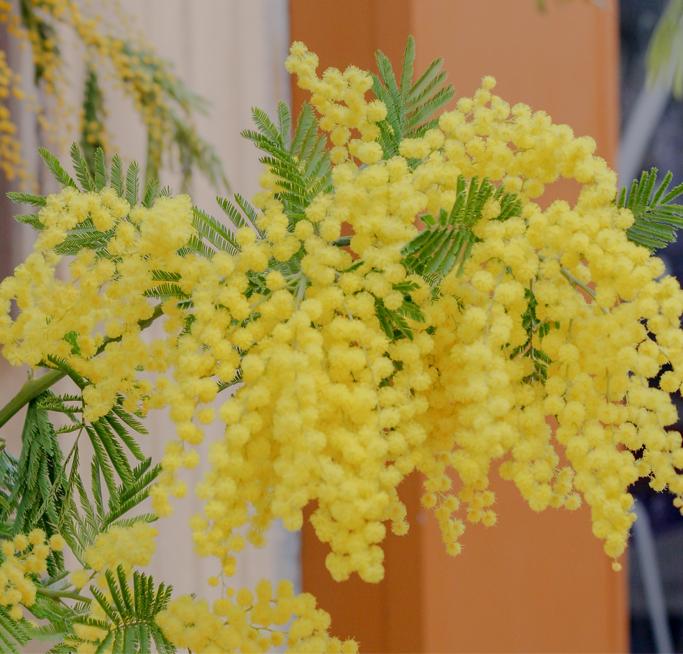 Branche de mimosa jaune vif avec des feuilles vertes, en arrière-plan flou de couleurs crème et orange. Atmosphère lumineuse et joyeuse.