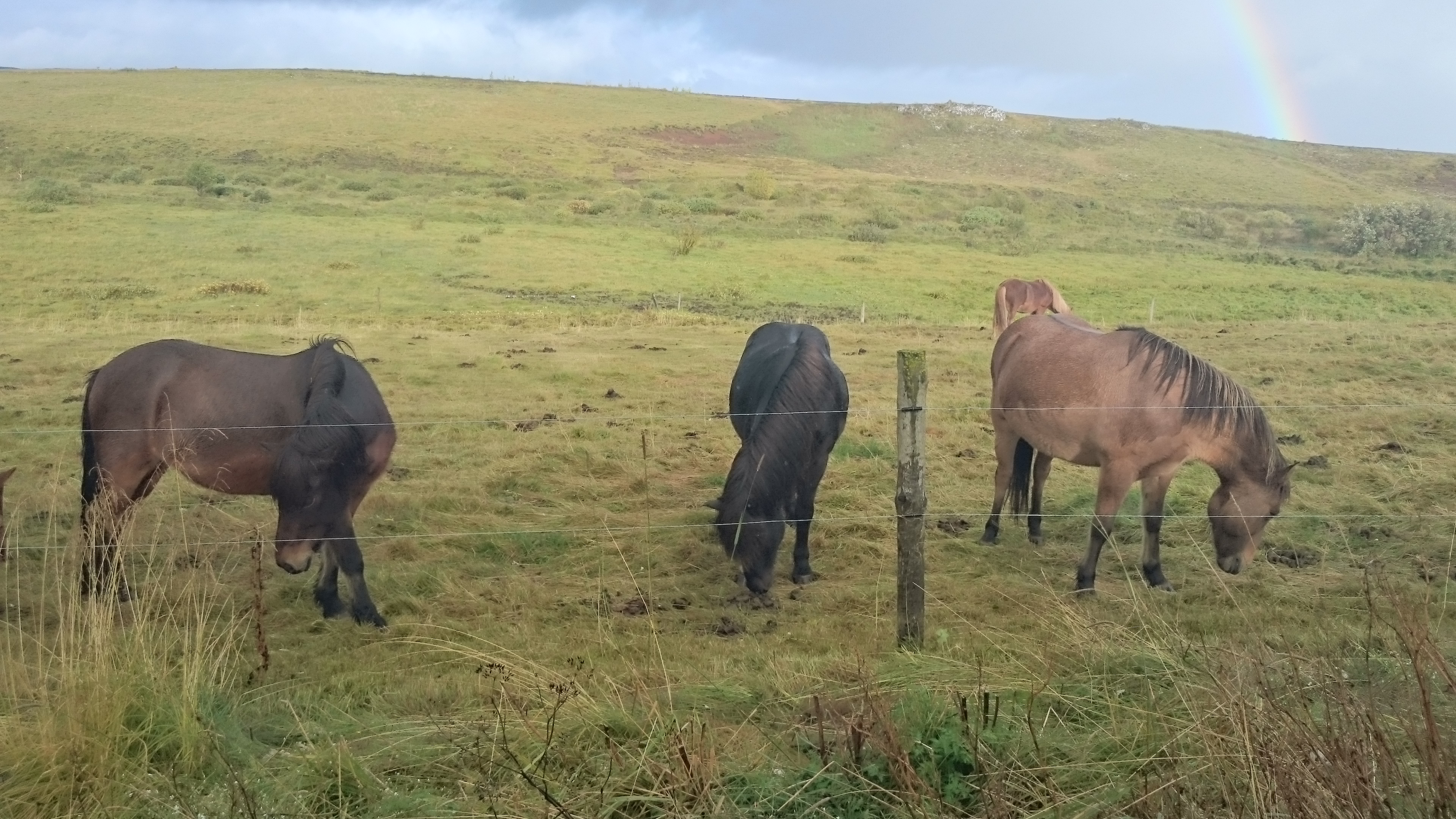 Icelandic Horses
