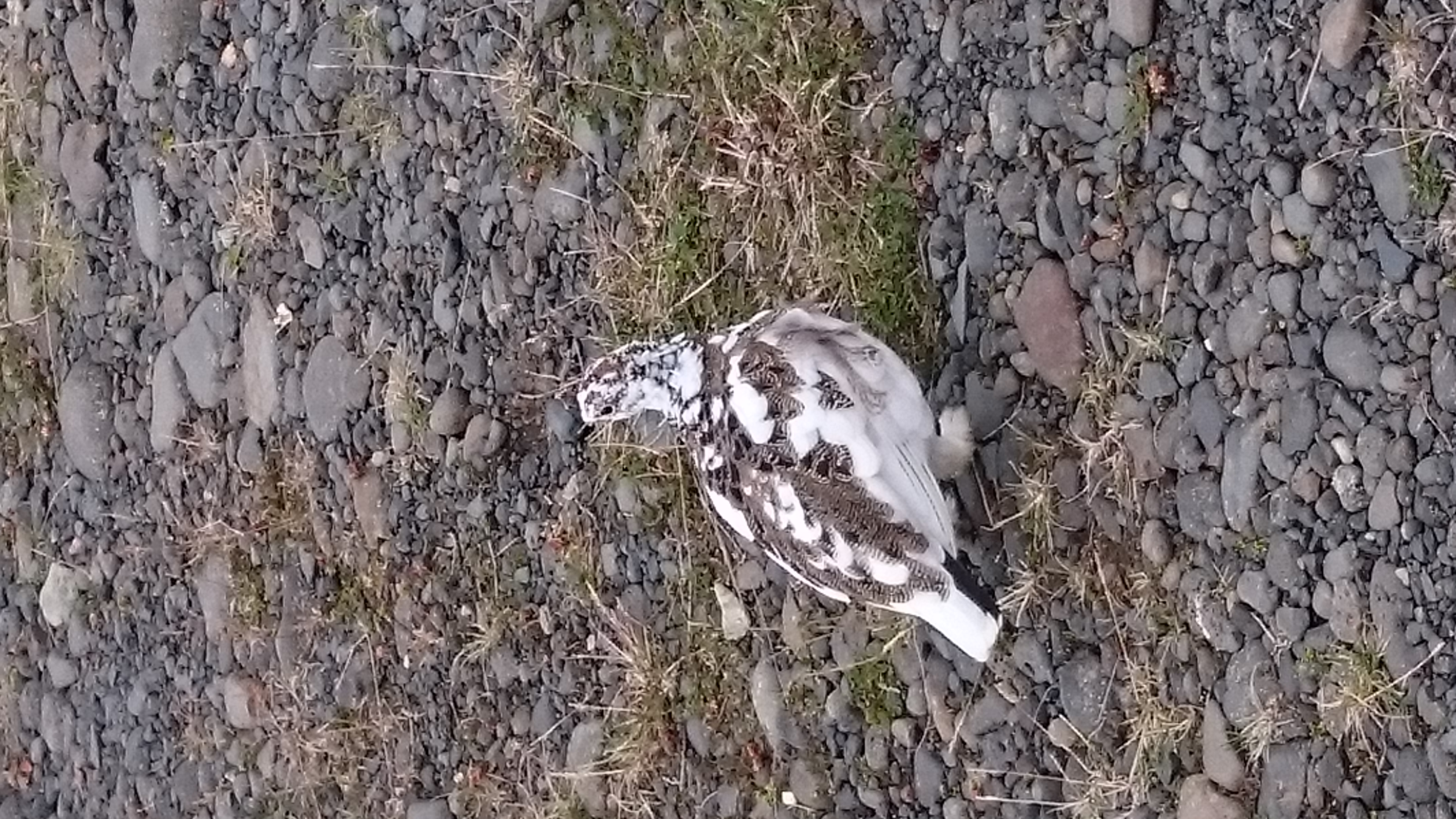 Ptarmigan, Icelandic bird