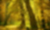 thetreelife-bg-header-slide-3.jpg