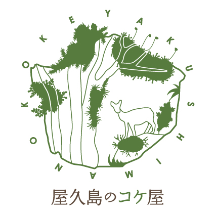 屋久島で苔の魅力を体験！苔玉・テラリウム作りや販売も｜屋久島のコケ屋