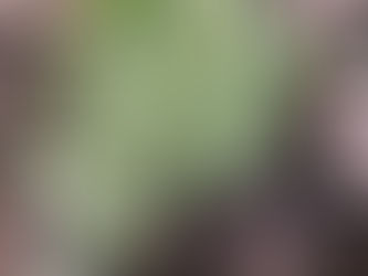 コケガイドが紹介!コケの聖地【屋久島】の様々な種類のコケ