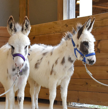 Smokey and Bandit.jpg