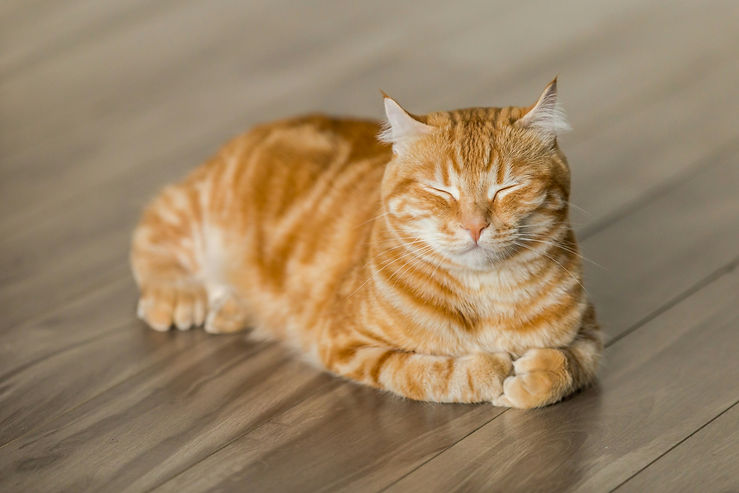 resting cute orange cat.jpg