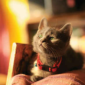 green eyed cat with a red collar.jpg