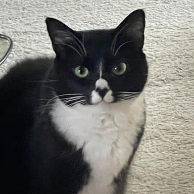 Dizzy review pic.jpeg