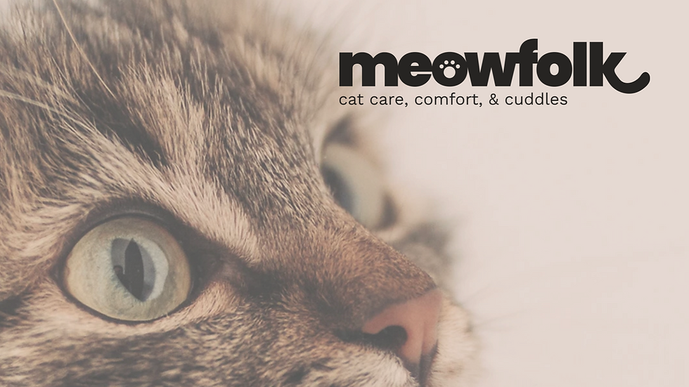 hopeful cat looking upwards