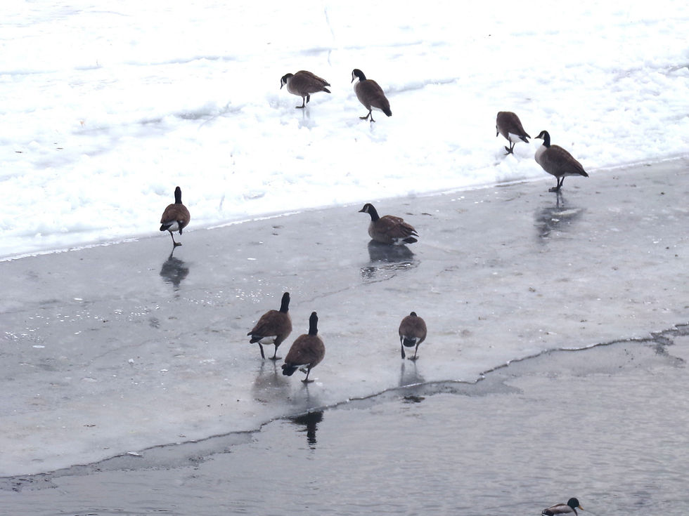 Bird2.jpg
