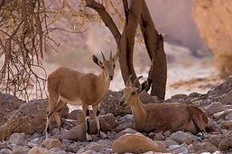 Ibex Family