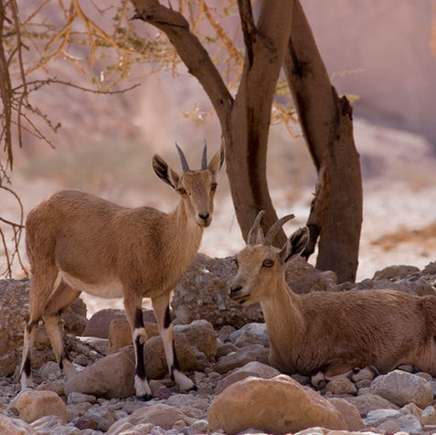 Ibex, montanhas da Jordânia