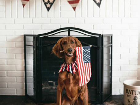 Helping your anxious pet through fireworks