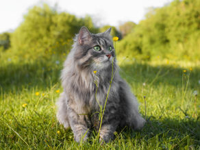 Feline asthma: what to know