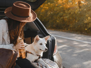 Traveling safely with your pet