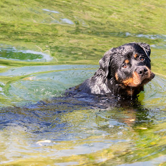 Algae toxicity in pets