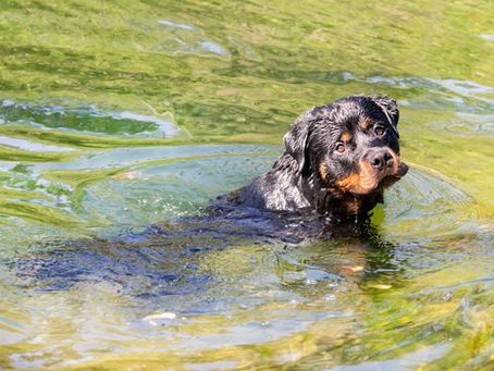 Algae toxicity in pets