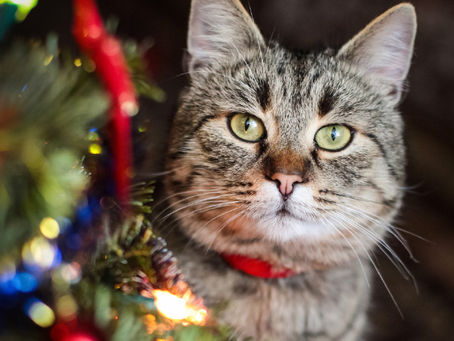 Holiday dangers for pets