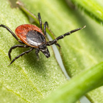 Ticks give the icks