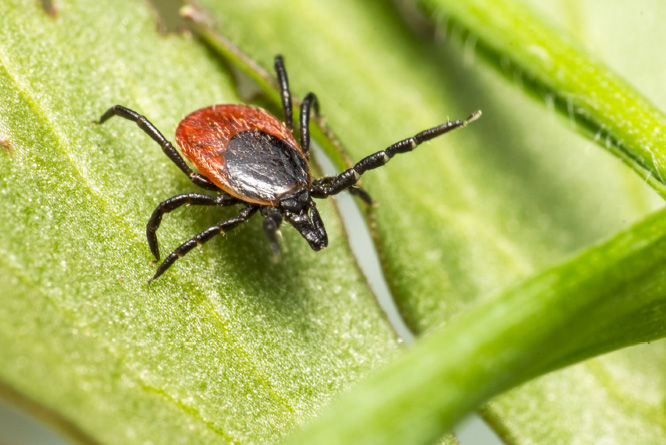 Ticks give the icks