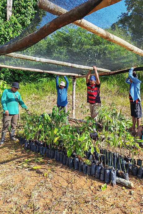 Quatres autochtones dans une pépinière construite par l'association Unity Satanawa devant des semis d'abres déstinés a être planté pour le maintien de leur souveraineté alimentaire. 
