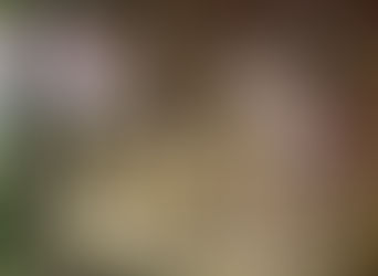 Os Feiticeiros, Ervatários e os Santuários.