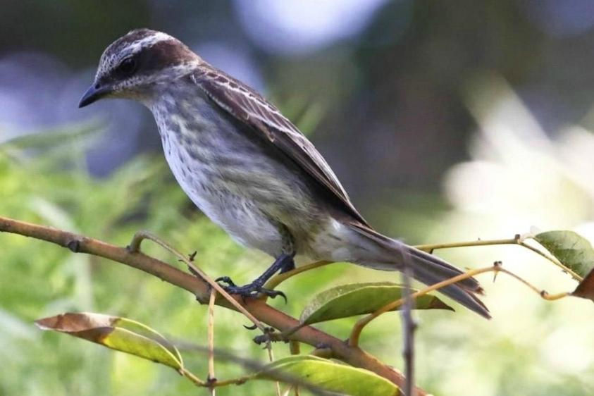 Uruguay, un “hot spot” para los fanáticos de las aves