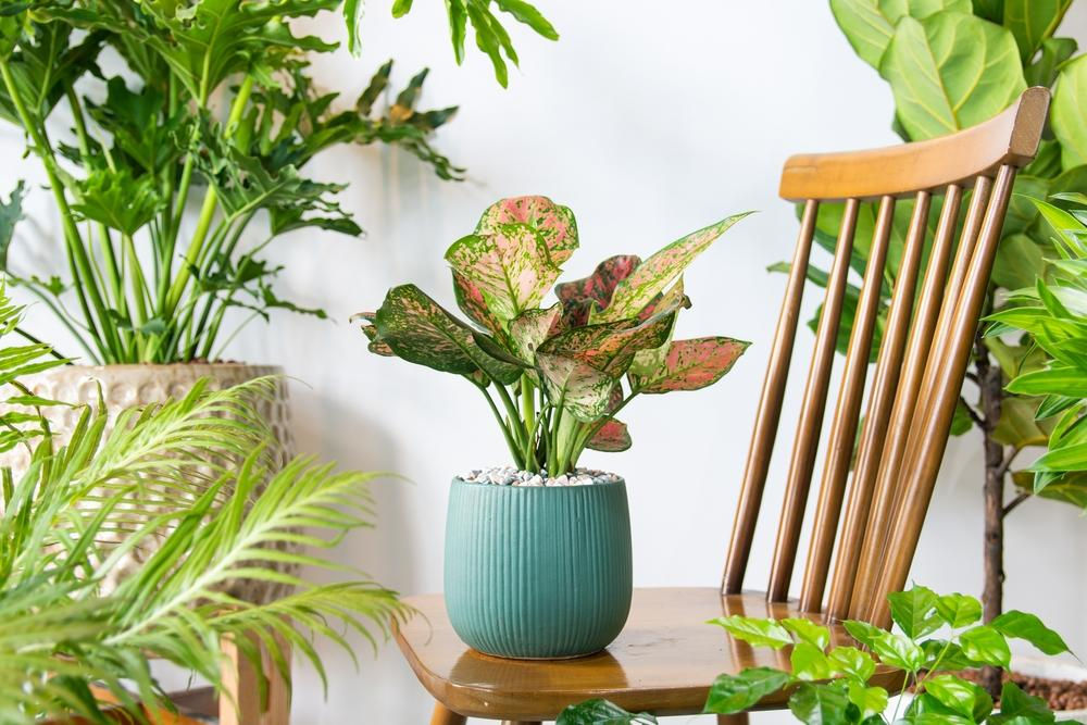 Plante d'intérieur et son cache-pot