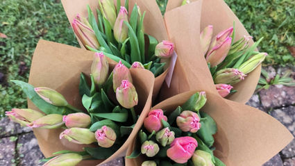 Tulipes en novembre