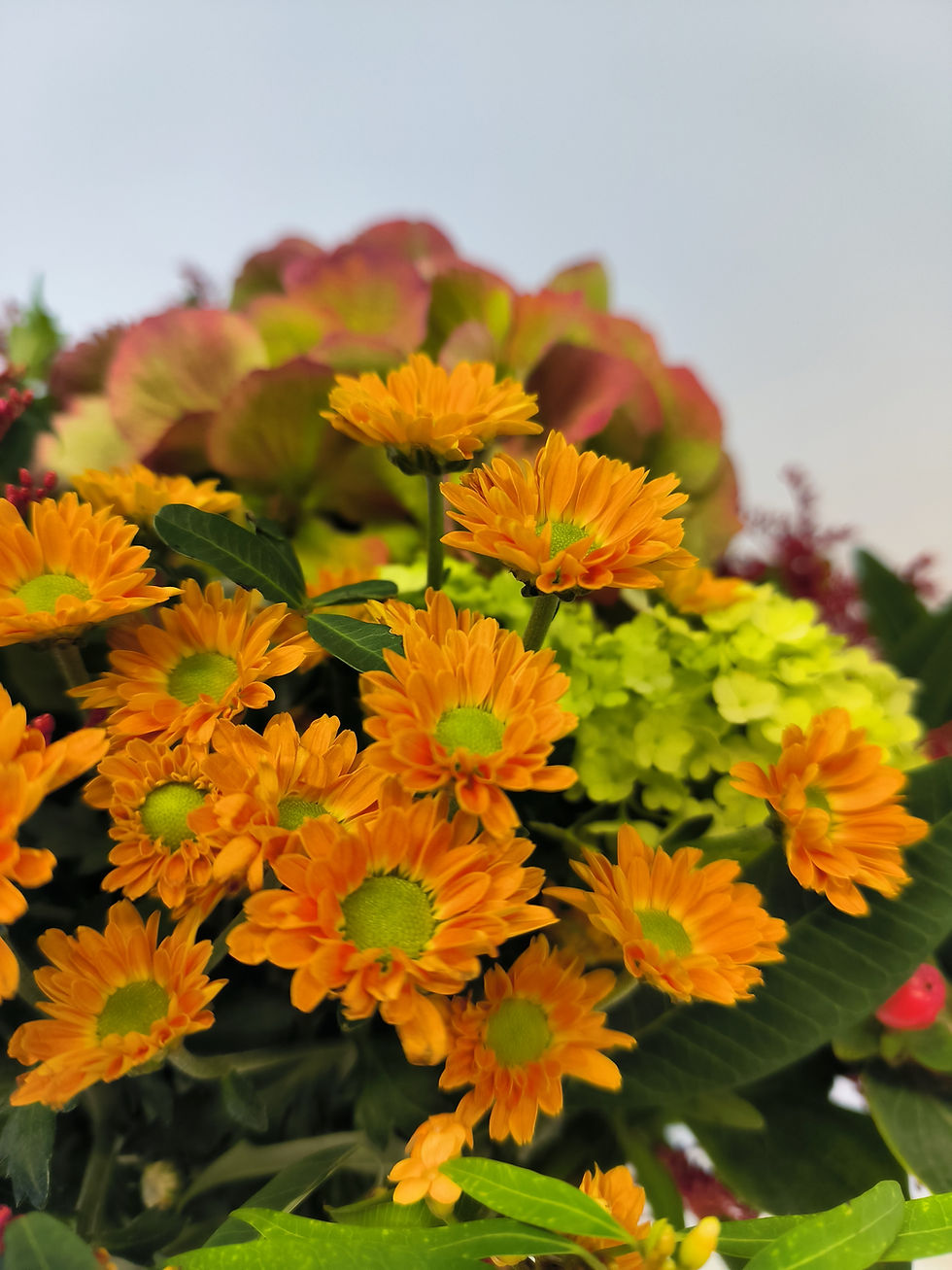 Le chrysanthème, bien plus que la pomponnette