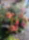 fleurs locales lavrilleestbelle florenville.jpg