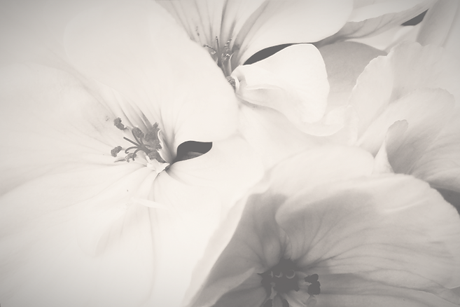 Gros plan sur une fleur épanouie, délicate et majestueuse dans les tons noir et blanc sépia