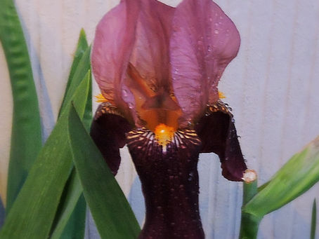 Les petits êtres sont là