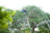 a man cutting down a tree using ladders for access